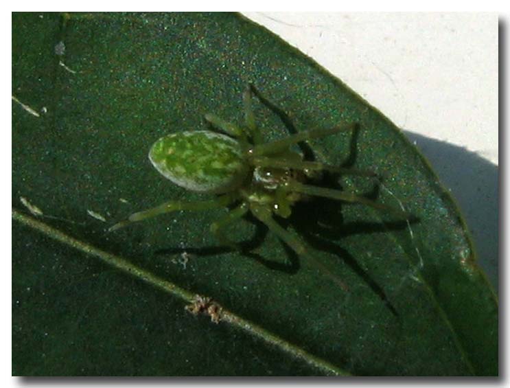il mio primo ragno in foto...verde...